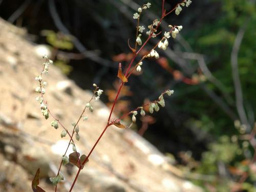 Renouée noeuds ciliés (Fallopia cilinodis)_1