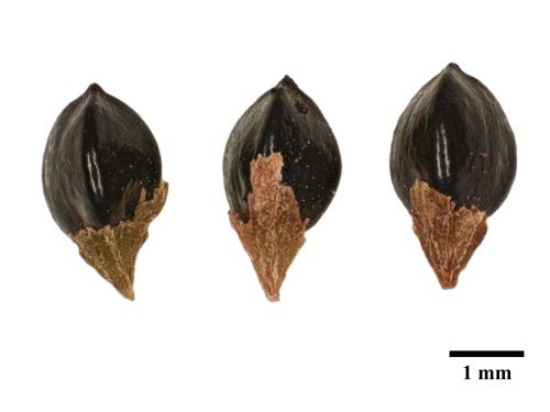 Renouée noeuds ciliés (Fallopia cilinodis)_4