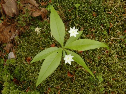 Trientale boréale(Lysimachia borealis)_1