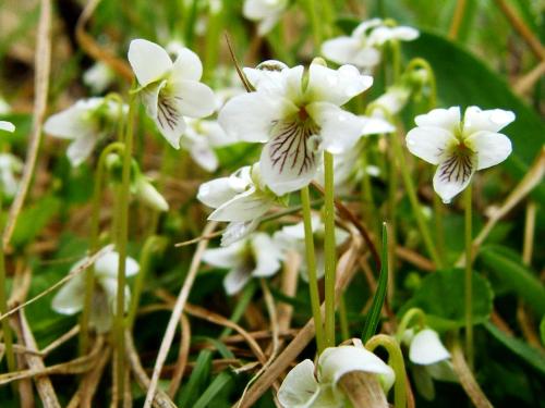 Violette Macloskey(Viola Macloskeyi)_1