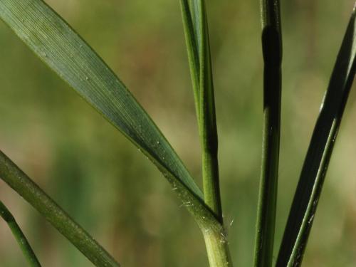 Danthonie épi(Danthonia spicata)_4