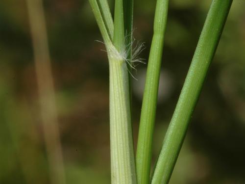 Danthonie épi(Danthonia spicata)_5