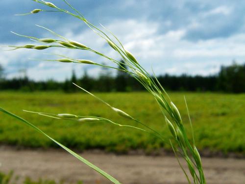 Oryzopsis Canada (Piptatheropsis canadensis)_1