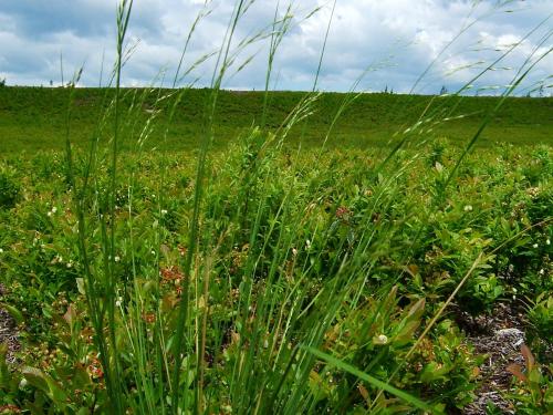 Oryzopsis Canada (Piptatheropsis canadensis)_2