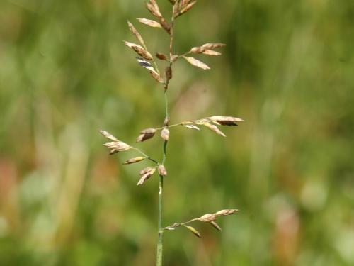 Pâturin comprimé (Poa compressa)_2