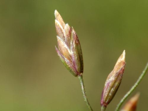 Pâturin comprimé (Poa compressa)_3