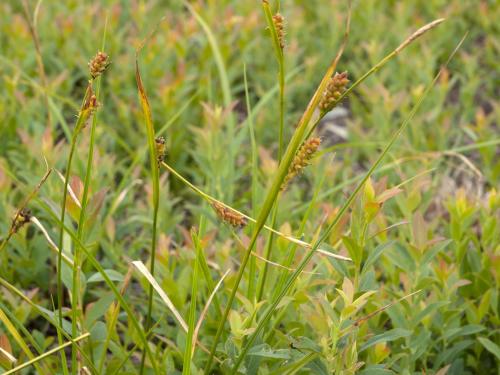 Carex Houghton(Carex houghtoniana)_1