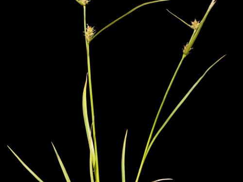 Carex Houghton(Carex houghtoniana)_2