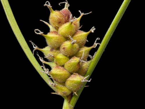 Carex Houghton(Carex houghtoniana)_5