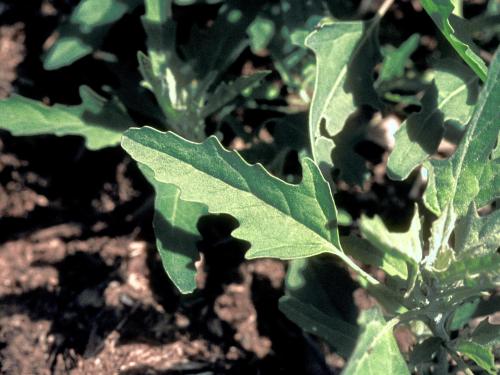 Chénopode feuilles figuier(Chenopodium ficifolium)_5