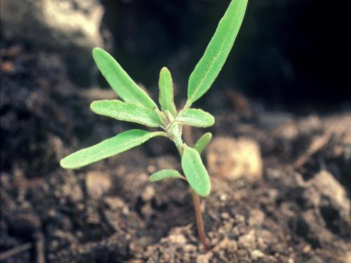 Chénopode feuilles figuier(Chenopodium ficifolium)_6