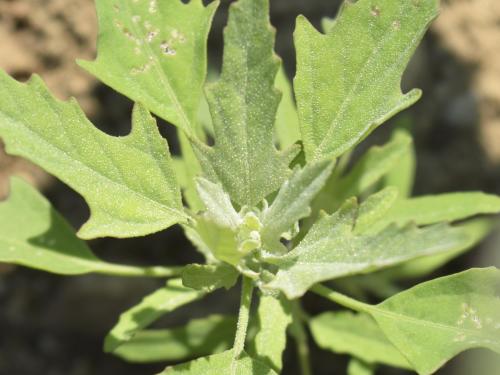 Chénopode feuilles figuier(Chenopodium ficifolium)_7