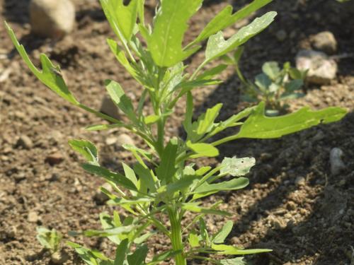 Chénopode feuilles figuier(Chenopodium ficifolium)_8