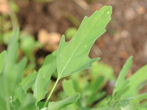 Chénopode feuilles figuier(Chenopodium ficifolium)_13