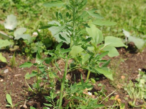 Chénopode feuilles figuier(Chenopodium ficifolium)_14