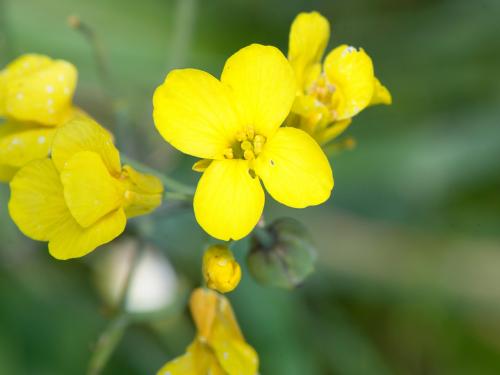 Canola(Brassica napus)_1