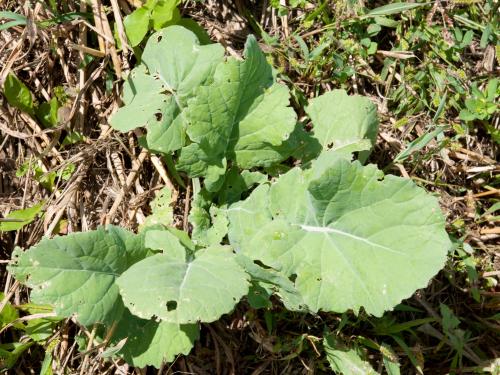 Canola(Brassica napus)_5