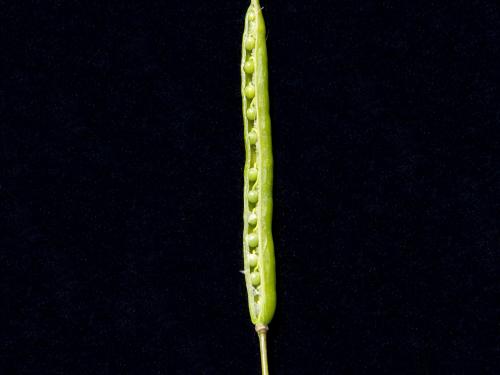 Canola(Brassica napus)_6