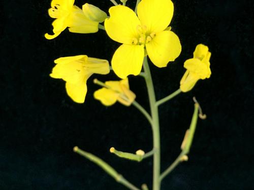 Canola(Brassica napus)_12