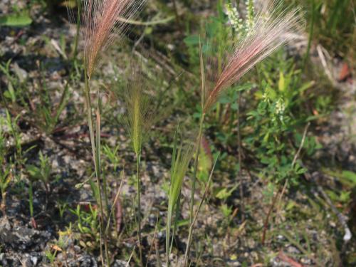 Orge queue-écureuil (Hordeum jubatum)_11