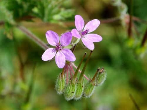 Érodium cicutaire (Erodium cicutarium)_7