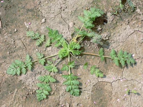 Érodium cicutaire (Erodium cicutarium)_10