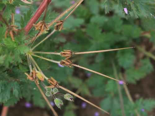 Érodium cicutaire (Erodium cicutarium)_22