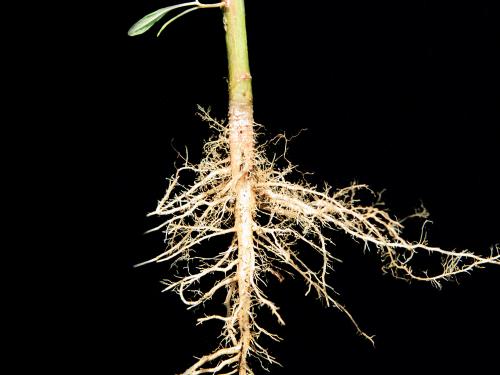 Amarante tuberculée(Amaranthus tuberculatus)_5