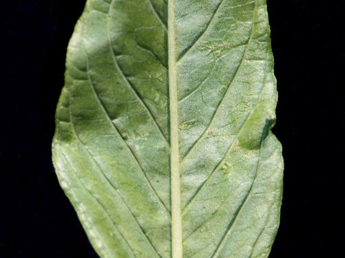 Amarante tuberculée(Amaranthus tuberculatus)_9