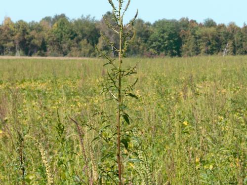 Amarante tuberculée(Amaranthus tuberculatus)_13