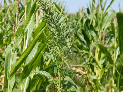 Amarante tuberculée(Amaranthus tuberculatus)_16