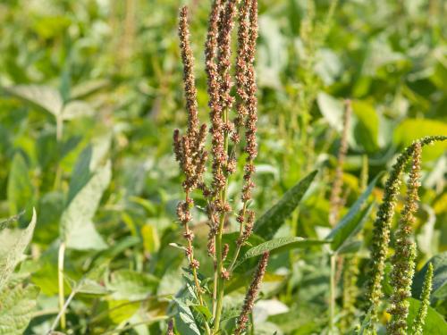 Amarante tuberculée(Amaranthus tuberculatus)_18