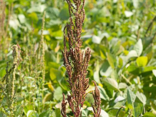 Amarante tuberculée(Amaranthus tuberculatus)_19