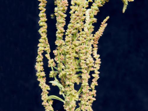 Amarante tuberculée(Amaranthus tuberculatus)_20