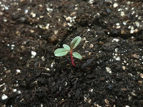 Amarante tuberculée(Amaranthus tuberculatus)_26