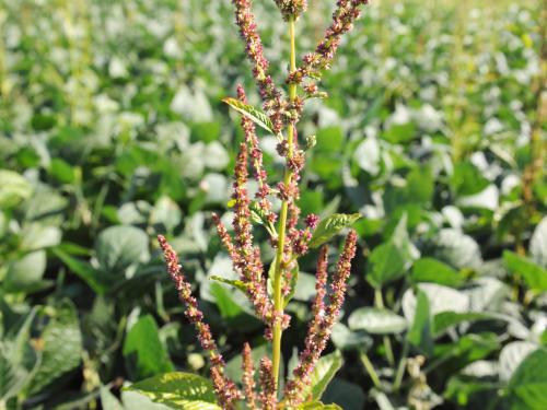 Amarante tuberculée(Amaranthus tuberculatus)_28