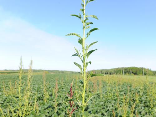 Amarante tuberculée(Amaranthus tuberculatus)_29