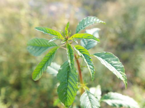 Amarante tuberculée(Amaranthus tuberculatus)_32