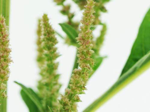 Amarante tuberculée(Amaranthus tuberculatus)_33