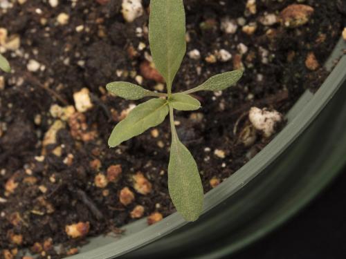 Amarante tuberculée(Amaranthus tuberculatus)_38