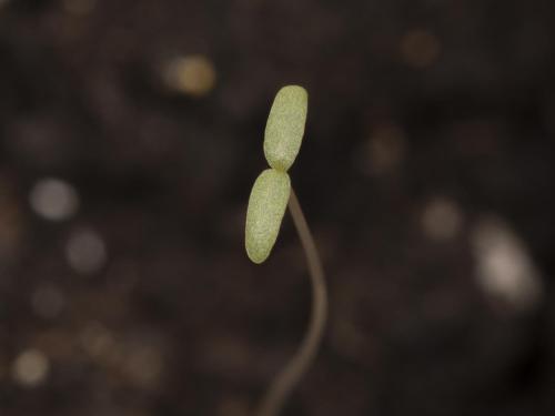 Amarante tuberculée(Amaranthus tuberculatus)_39