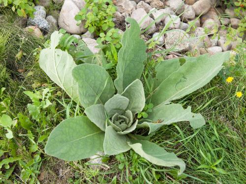 Grande molène (Verbascum thapsus)_1