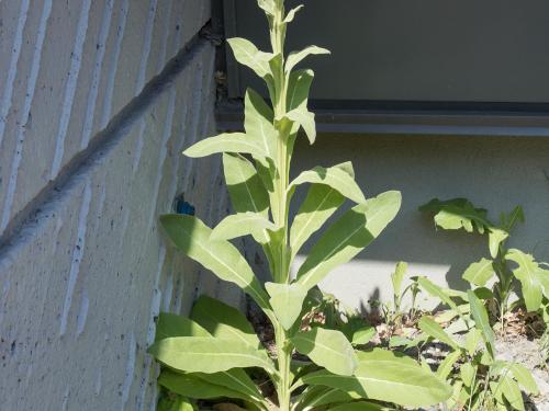 Grande molène (Verbascum thapsus)_3