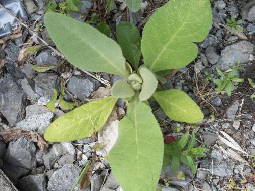 Grande molène (Verbascum thapsus)_4