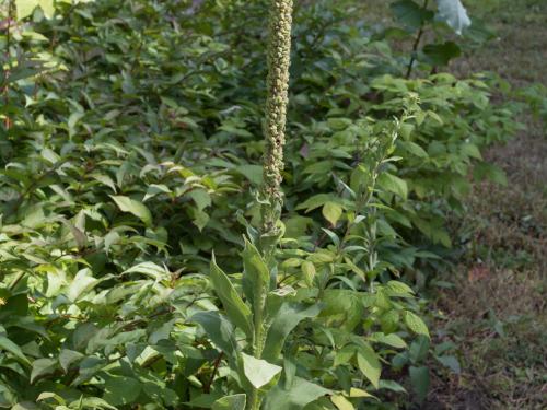 Grande molène (Verbascum thapsus)_7