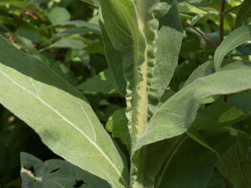 Grande molène (Verbascum thapsus)_8