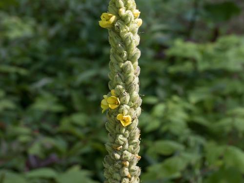 Grande molène (Verbascum thapsus)_9