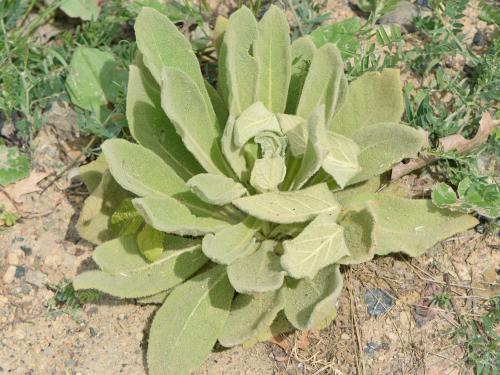 Grande molène (Verbascum thapsus)_11