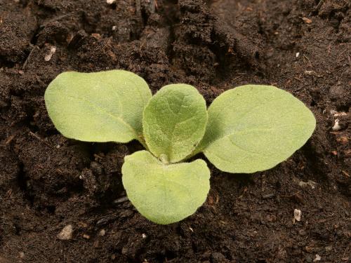 Grande molène (Verbascum thapsus)_14