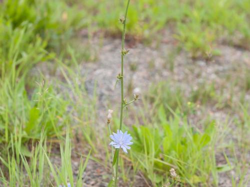 Chicorée sauvage(Cichorium intybus)_2